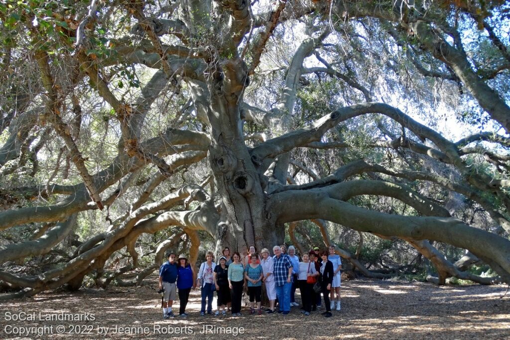 The Pechanga Great Oak Tree
