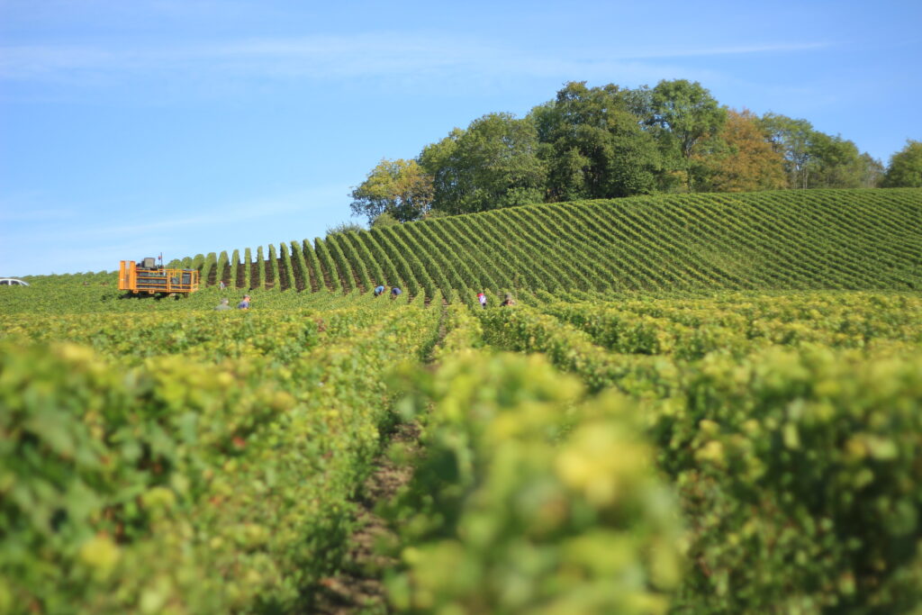Callaway Vineyard Winery: Temecula Valleys Premier Wine Destination